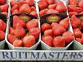 Elianny eerste veiling Fruitmasters Koningsplant john ard leon Vissers aardbeiplanten BV America (10)